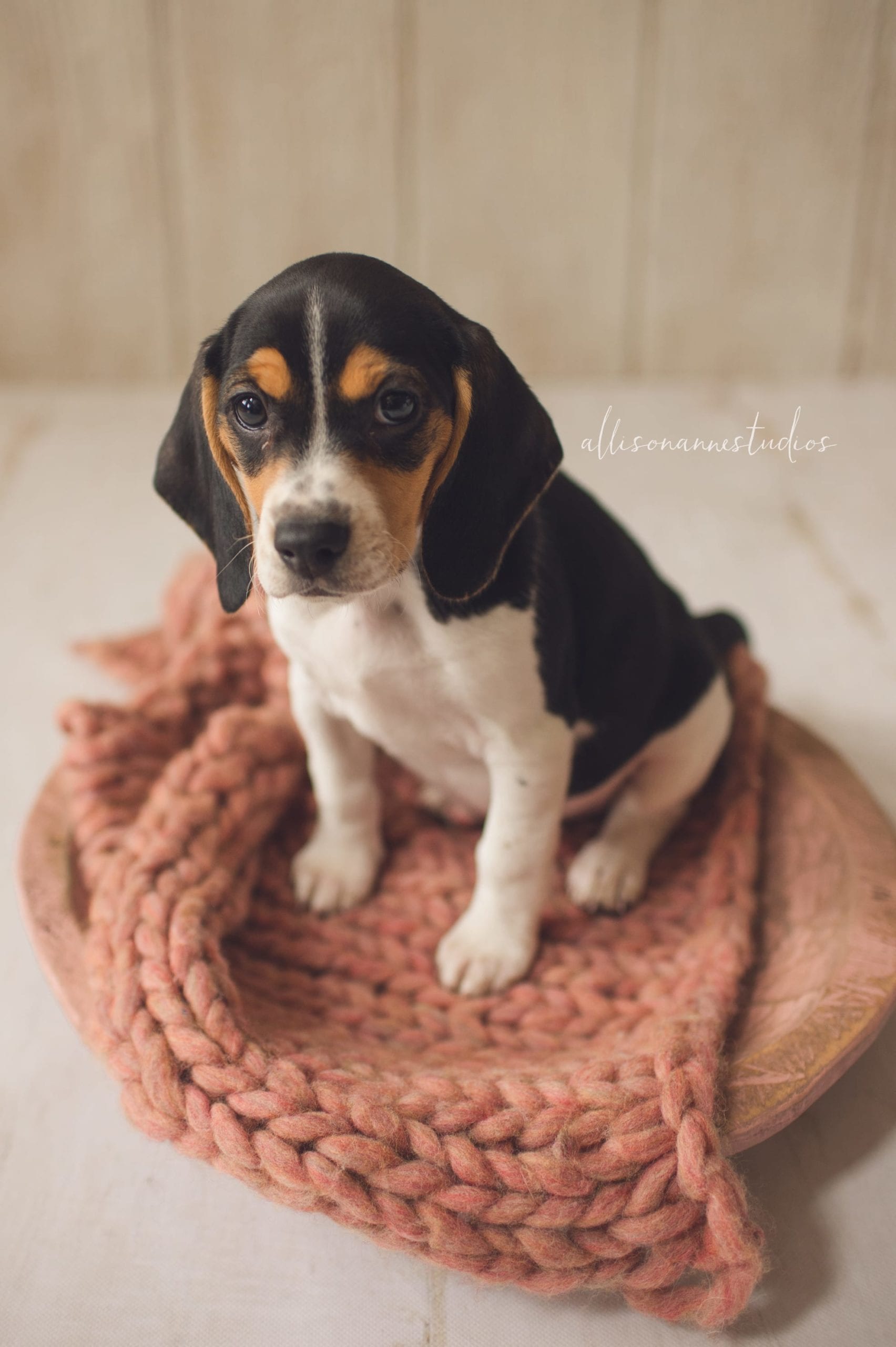 newborn puppy, rescue beagle, rescue puppy, roses and ruffles, atlantic county human society, south jersey puppy photographer, medford nj, haddonfield nj, beagle, dog photographer, puppy photographer, human society, dog rescue, downtown hammonton, rejuvenation day spa