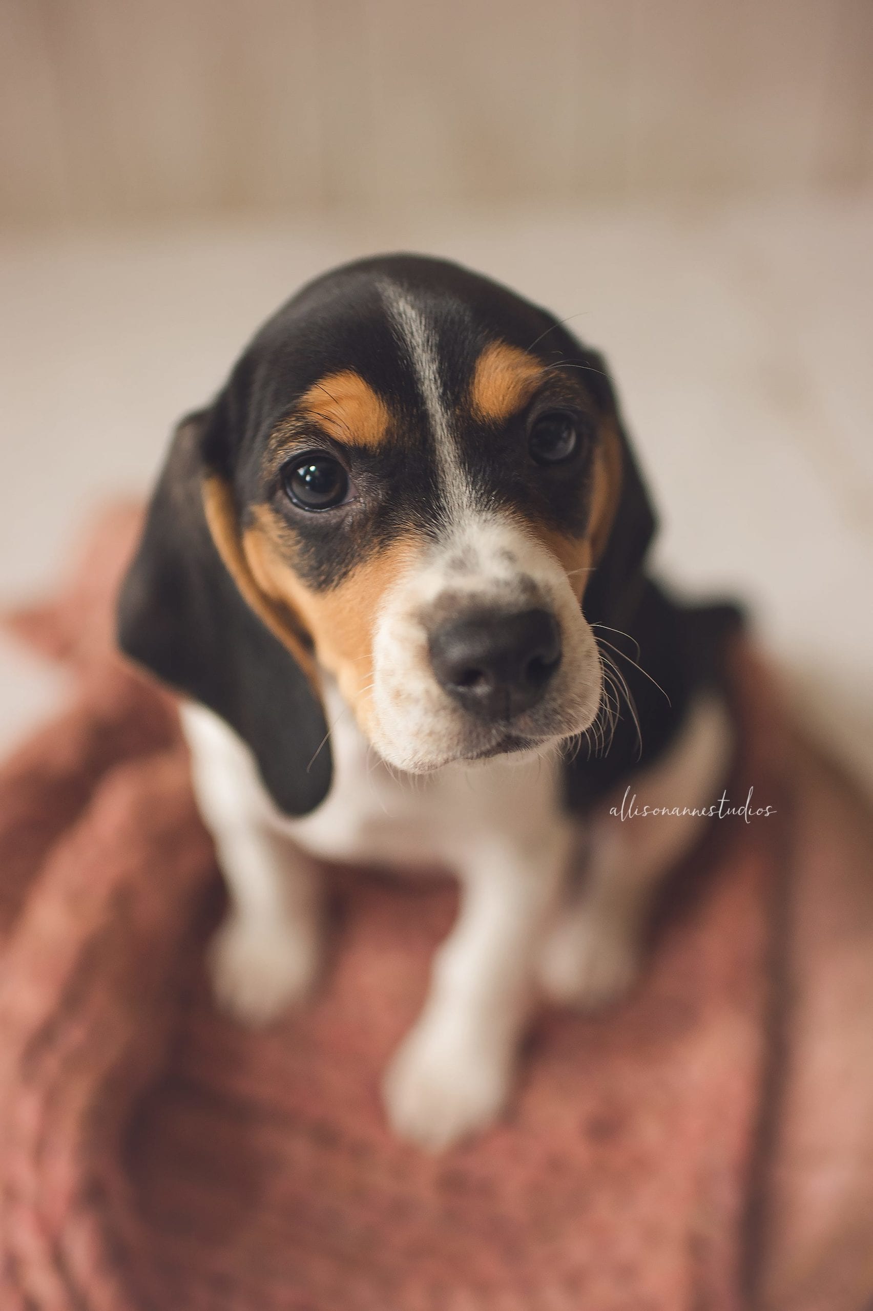 newborn puppy, rescue beagle, rescue puppy, roses and ruffles, atlantic county human society, south jersey puppy photographer, medford nj, haddonfield nj, beagle, dog photographer, puppy photographer, human society, dog rescue, downtown hammonton, rejuvenation day spa
